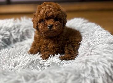 Cuccioli di barboncino