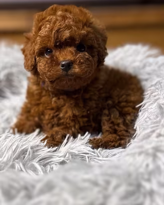 Cuccioli di barboncino