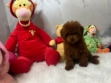 Barboncini toy e minitoy UNICI ALLEVAMENTO PROFESS