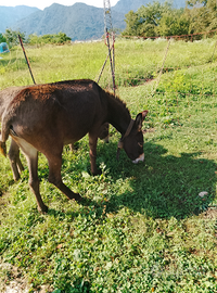 Asini disponibili da subito