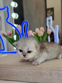 British Long Hair (Maschio)