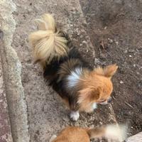 Stalloncino di chihuahua