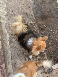 Stalloncino di chihuahua