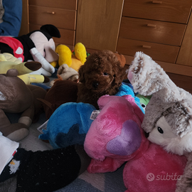 Cucciolo di barboncino