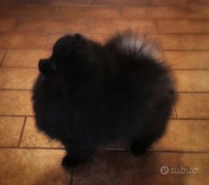 Spitz tedesco nano Pomerania