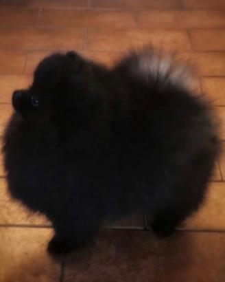 Spitz tedesco nano Pomerania