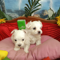 Cuccioli Mini Taglia Molto Molto Piccola Toy