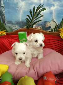 Cuccioli Mini Taglia Molto Molto Piccola Toy