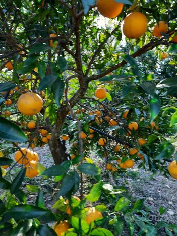 Terreno agricolo ,RIBASSO