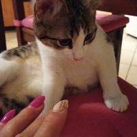 Dolcissimi gattini di 3 mesi