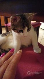 Dolcissimi gattini di 3 mesi