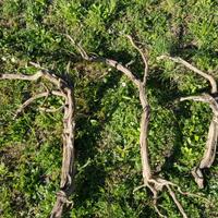 Tanuki Bonsai Rosmarino
