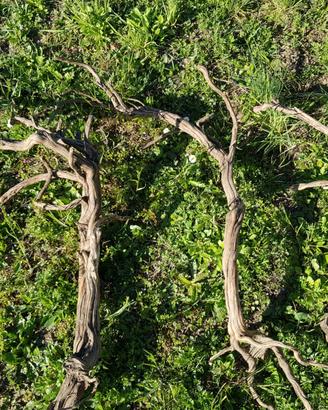 Tanuki Bonsai Rosmarino