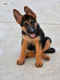 Pastore Tedesco cuccioli 80 giorni con Pedigree