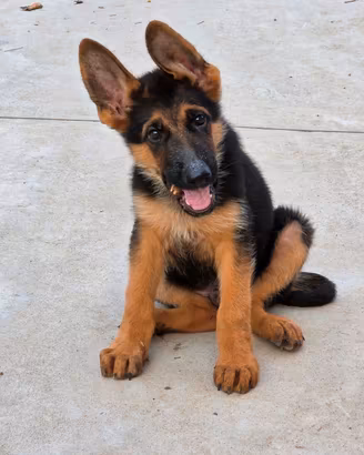 Pastore Tedesco cuccioli 80 giorni con Pedigree