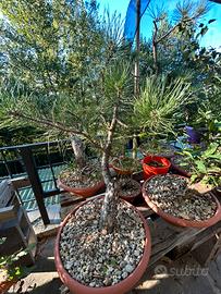 pino yamadori -pre bonsai di carattere
