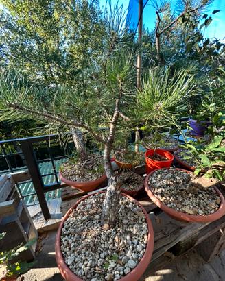 pino yamadori -pre bonsai di carattere