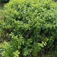 Giardiniere tutto fare