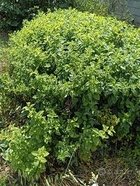 Giardiniere tutto fare