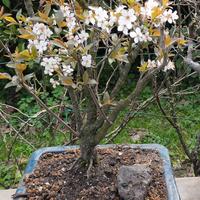 Prunus  e non solo  Bonsai e Prebonsai