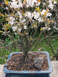 Prunus  e non solo  Bonsai e Prebonsai