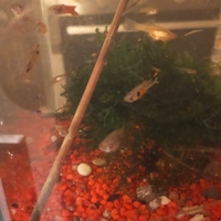 Endler arancioni e wingey e guppy