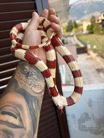 Serpente falso corallo / lampropeltis ruthveni