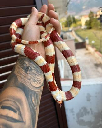 Serpente falso corallo / lampropeltis ruthveni
