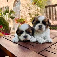 Shihtzu cuccioli