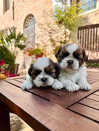 Shihtzu cuccioli