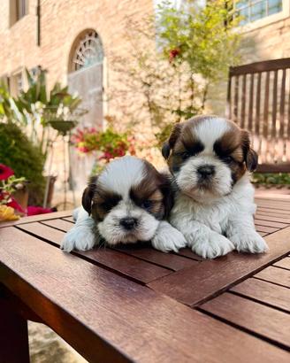 Shihtzu cuccioli