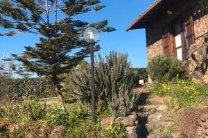 Palmento storico con uliveto