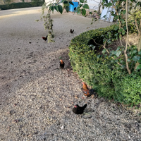 Polli misti nostrani