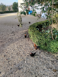 Polli misti nostrani