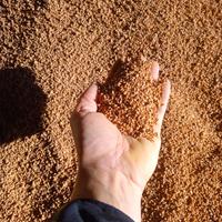 Nocciolino di Oliva bianco