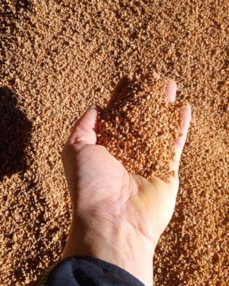 Nocciolino di Oliva bianco