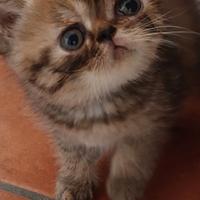 Gattina Persiana Esotica