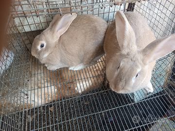 Conigli sani
