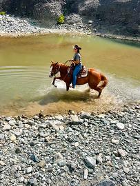 Cavalla Quarter Horse