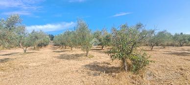 TER. AGRICOLO A FOLLONICA
