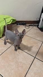Cucciolo di Sphynx blu