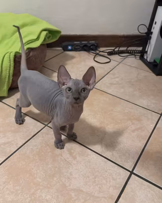 Cucciolo di Sphynx blu