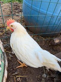 Gallo livornese giovane