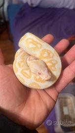 Pitone albino black pastel