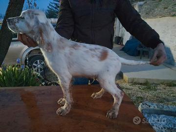 Cuccioli di setter inglese