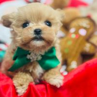Maltipoo XXS