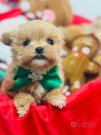Maltipoo XXS