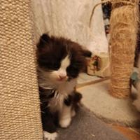 Gattini cuccioli Scottish straight