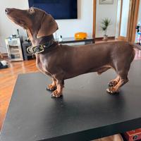 Bassotto nano Choco per monta