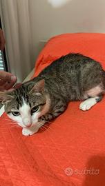 Tommy, 7 mesi, gatto, maschio